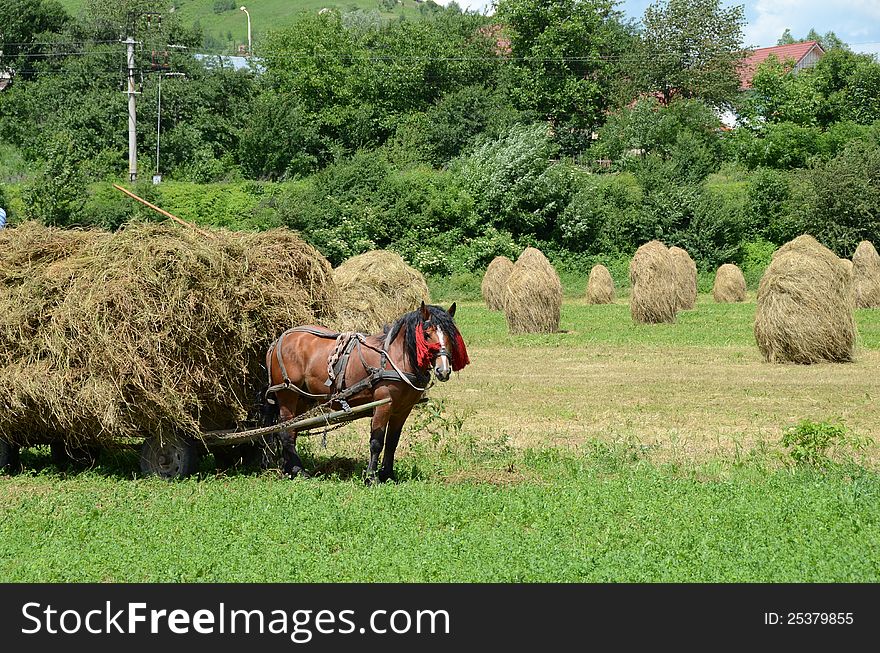 Haycock on green hill and forest rural agriculture in Transylvania land of Romania. Haycock on green hill and forest rural agriculture in Transylvania land of Romania