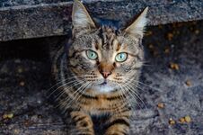 A Gray Tabby Cat With Green Eyes Sits Under A Fence Stock Photography A Gray Tabby Cat With Green Eyes Sits Under A Fence Stock Photography