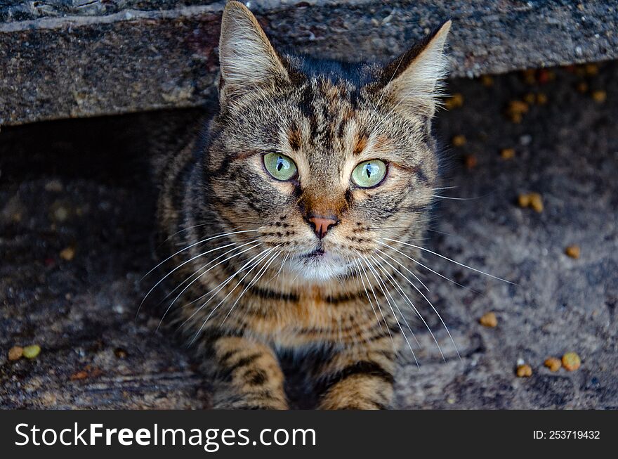 A gray tabby cat with green eyes sits under a fence