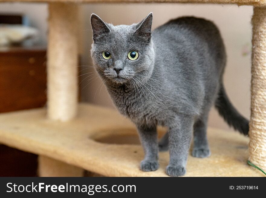 Gray cat with green eyes in an animal shelter