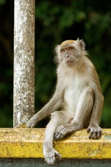 Monkey Sitting At A Railing Royalty Free Stock Images