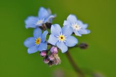 Forget-me-not Royalty Free Stock Photography