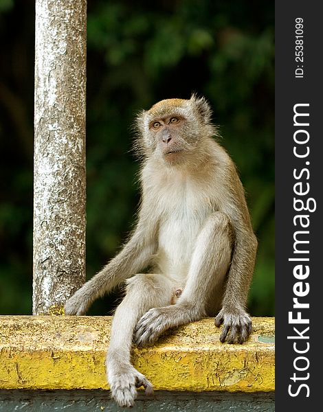 Cynomolgus monkey sitting at a rail at Batu Caves in Kuala Lumpur. Cynomolgus monkey sitting at a rail at Batu Caves in Kuala Lumpur.