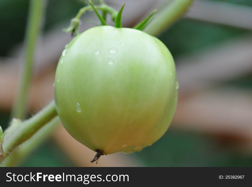 Unripe green tomato with drops of dew while still on the vine