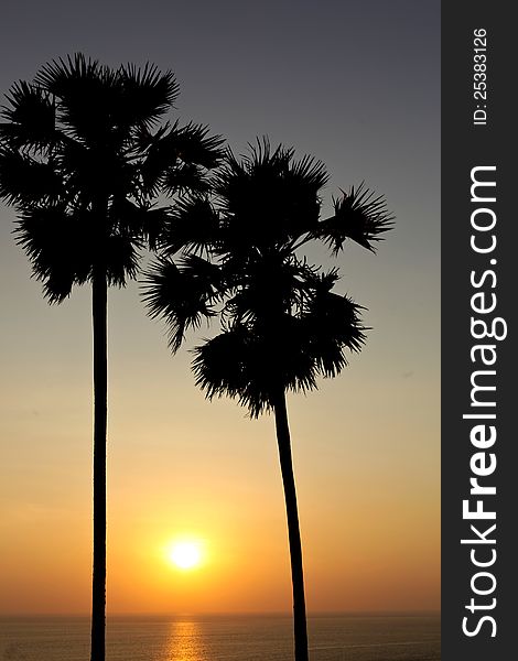 Palm trees silhouette at sunset, Phuket, Thailand