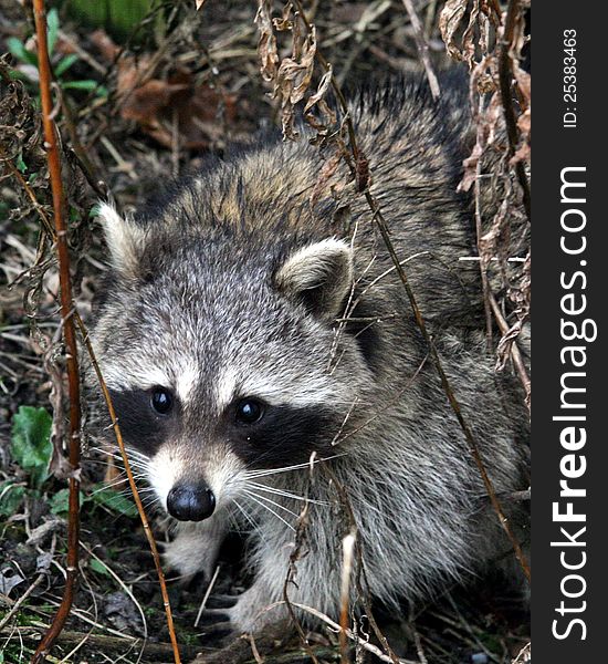 Adult raccoon on the look for food