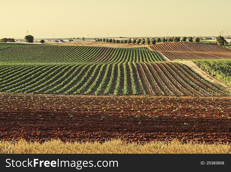 Several cultivated fields in the initial stage of development. Several cultivated fields in the initial stage of development