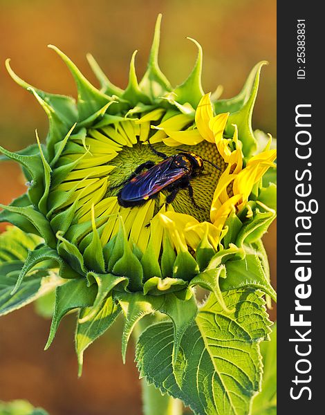 Bettle Bug In A Sunflower