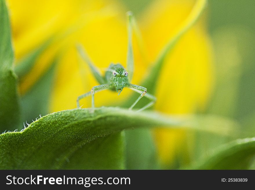 Baby Grasshoper In A Leaf