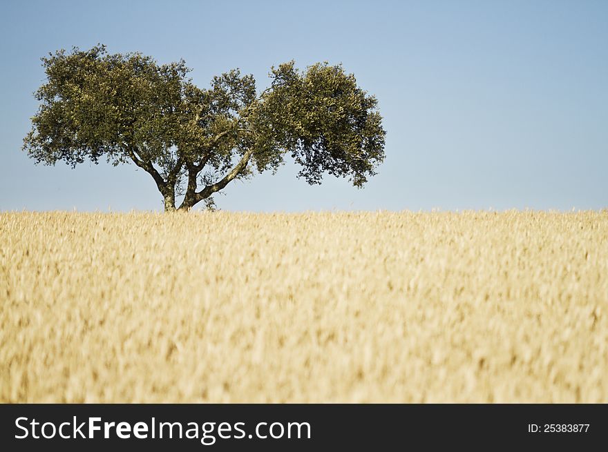 Wheat field with an olive tree in the background. Wheat field with an olive tree in the background