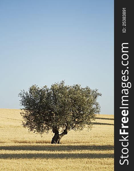 Wheat field with an olive tree in the background. Wheat field with an olive tree in the background