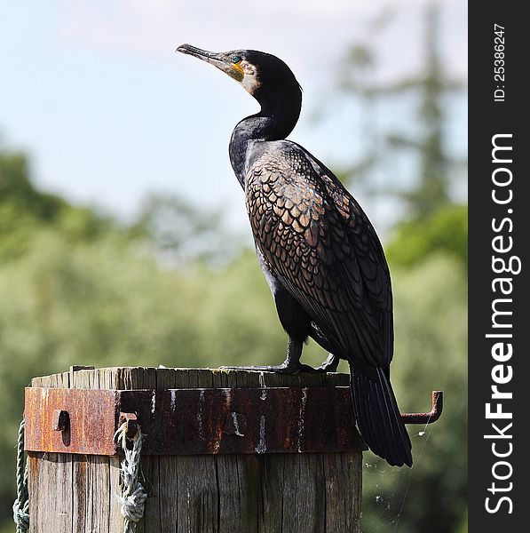 Great Cormorant Perched on a Post