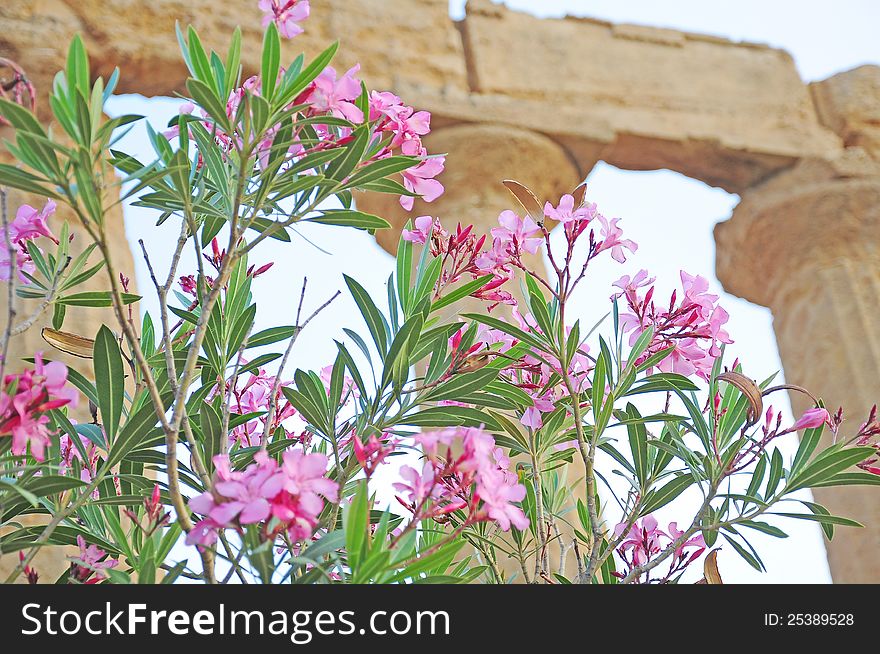 Flowers near the temple of Concordia.