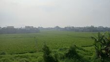 The Rice Fields Are Spread Out Between The Residents  Houses. Stock Photo