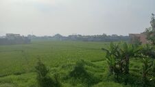 Beautiful Scenery, Rice Fields Adjacent To People S Homes. Royalty Free Stock Photo