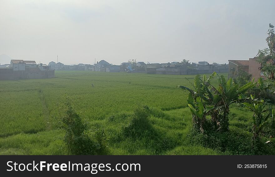 beautiful scenery, rice fields adjacent to people s homes.