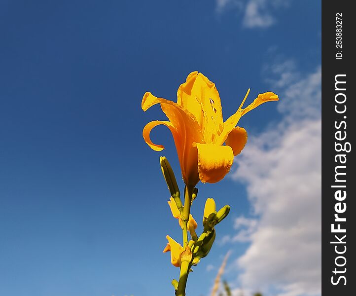 Yellow flower against the sky