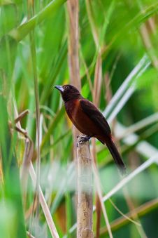 Crimson Backed Tanager Stock Photos Crimson Backed Tanager Stock Photos