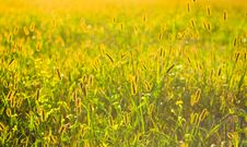 Fresh Grass On Meadow Stock Image Fresh Grass On Meadow Stock Image