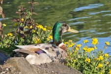 Male Duck Sitting In Bright Sun Royalty Free Stock Photos