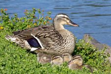 Mother Duck With Young Ducklings By Pond Royalty Free Stock Images