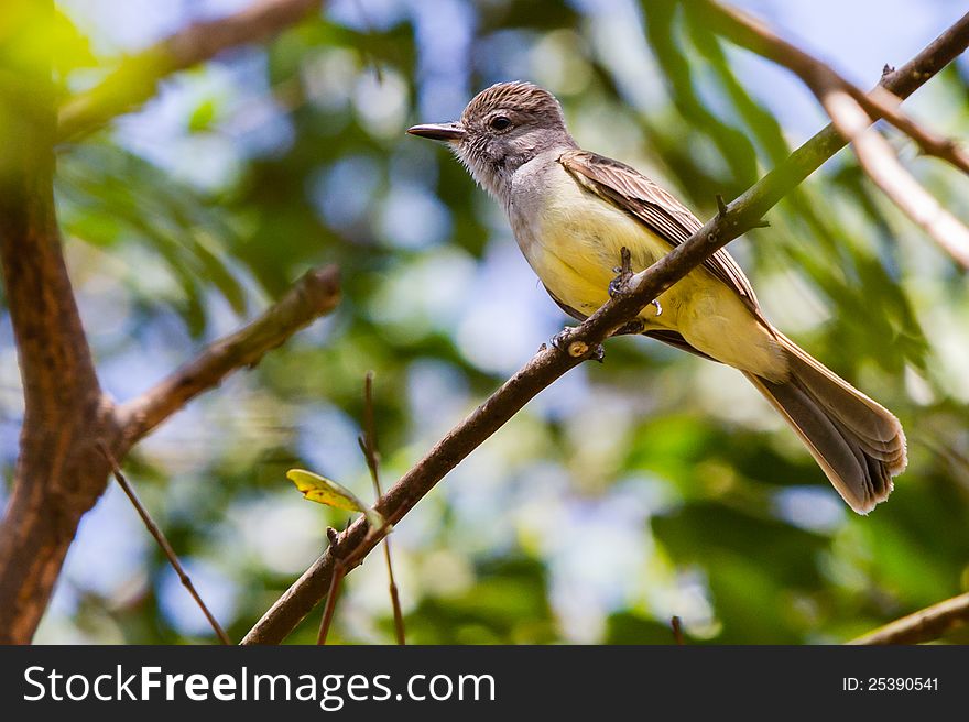 Tropical Kingbird in a tree, looks like a flycatcher but head is different