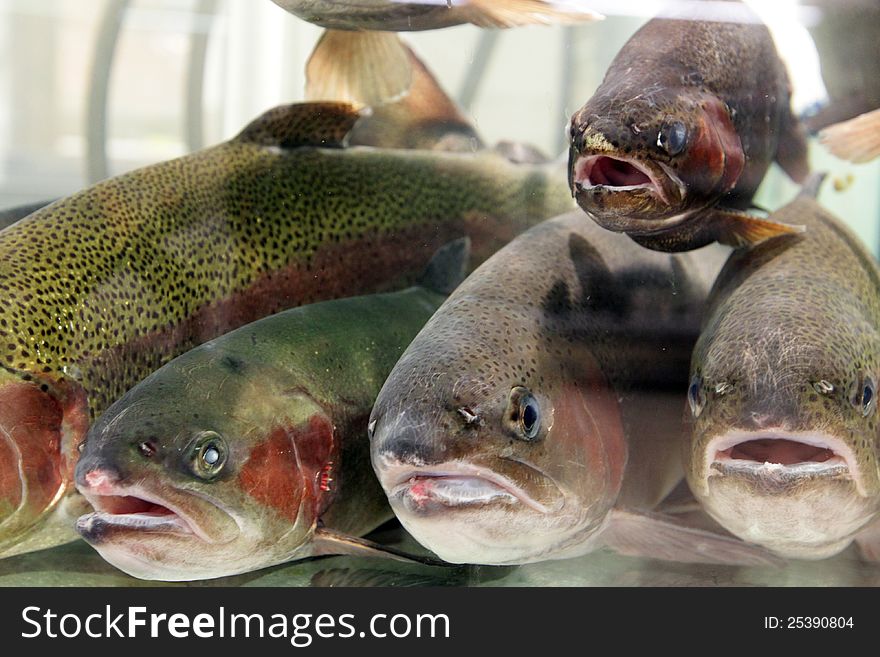 Live trout fish in seafood section of supermarket. Live fish for sale. Live trout fish in seafood section of supermarket. Live fish for sale