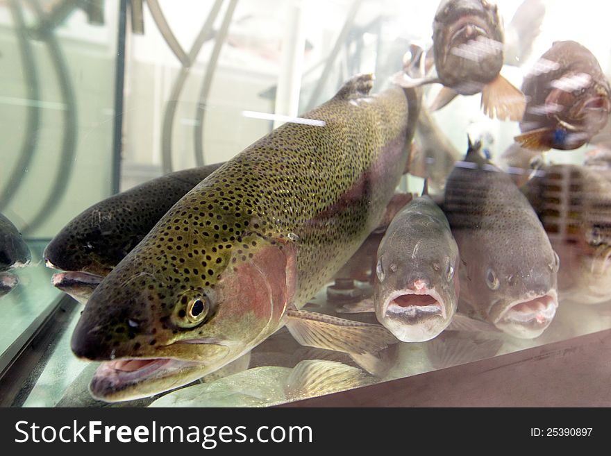 Live Aquarium Trout Fish For Sale