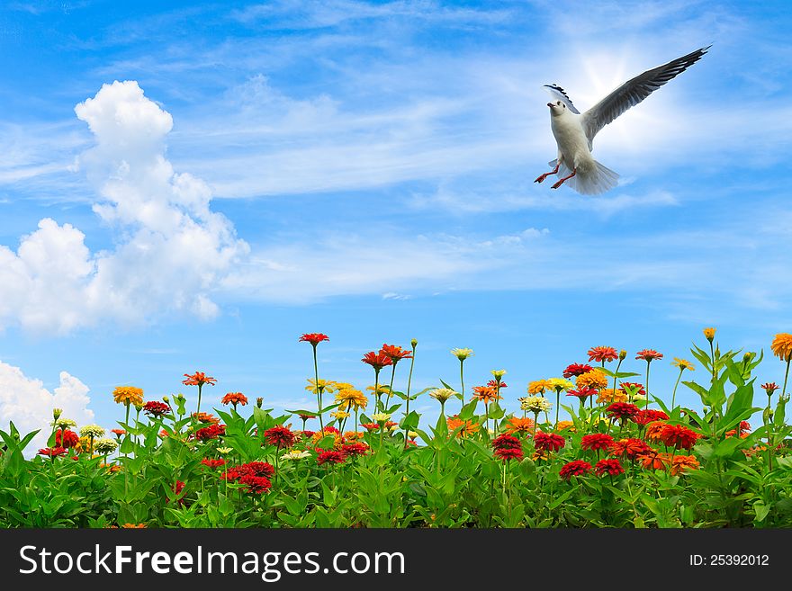 Colorful flowers over blue sky with seagull flying in sky