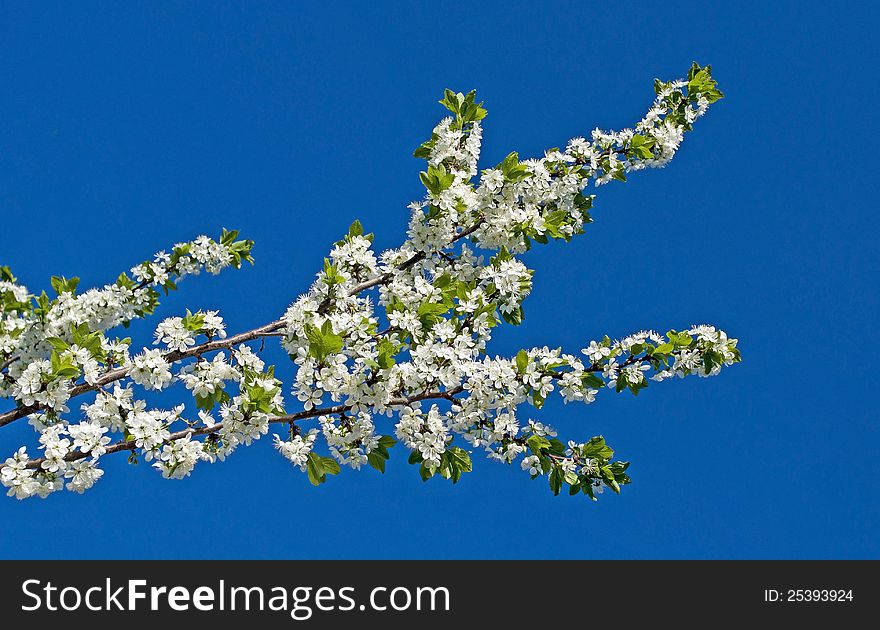The branch of cherry blossoms against the blue sky