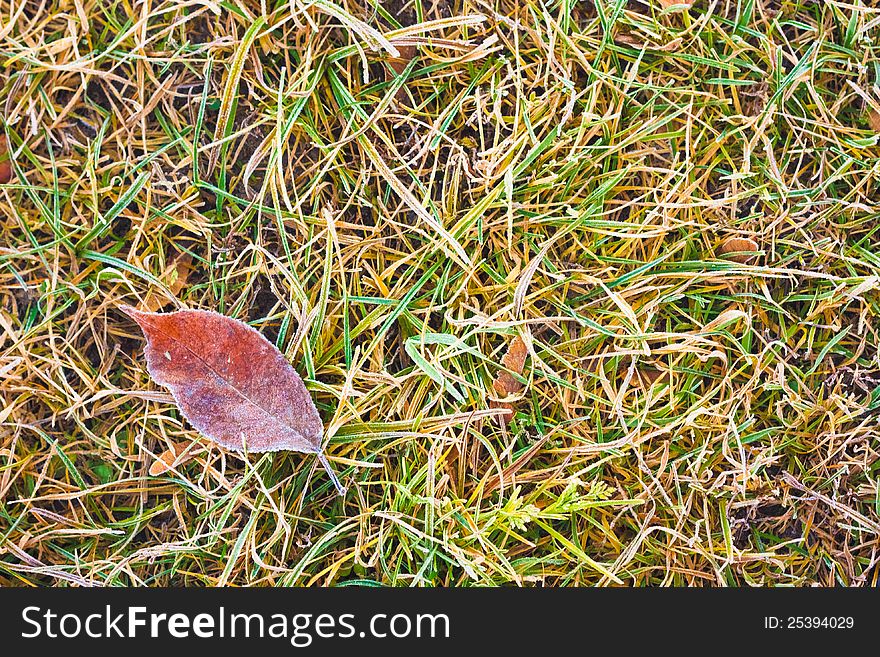 Frost Covered Leaf On A Grassy Background