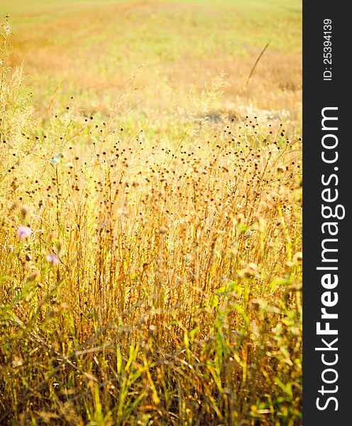 Field of grass on summer day. Field of grass on summer day.