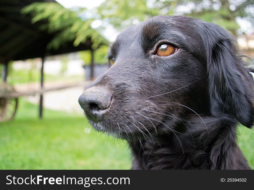 A black dog photographed at eye level with a green background. Nice mustaches and orange eyes. A black dog photographed at eye level with a green background. Nice mustaches and orange eyes.