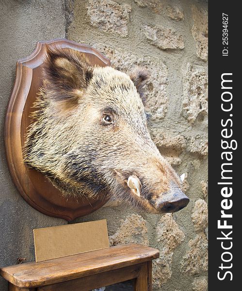 Wild boar head taxidermy on stone wall. Small empty sign for your text. Wild boar head taxidermy on stone wall. Small empty sign for your text