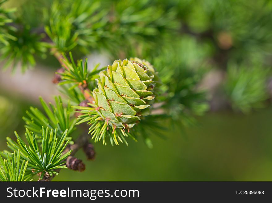 Fresh larch cone on a branch in spring forest. Fresh larch cone on a branch in spring forest