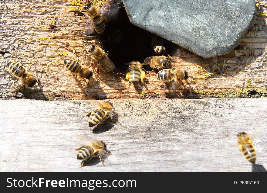 Beekeepers do not like to part with the old hives. This is the entrance to one of them. Beekeepers do not like to part with the old hives. This is the entrance to one of them.