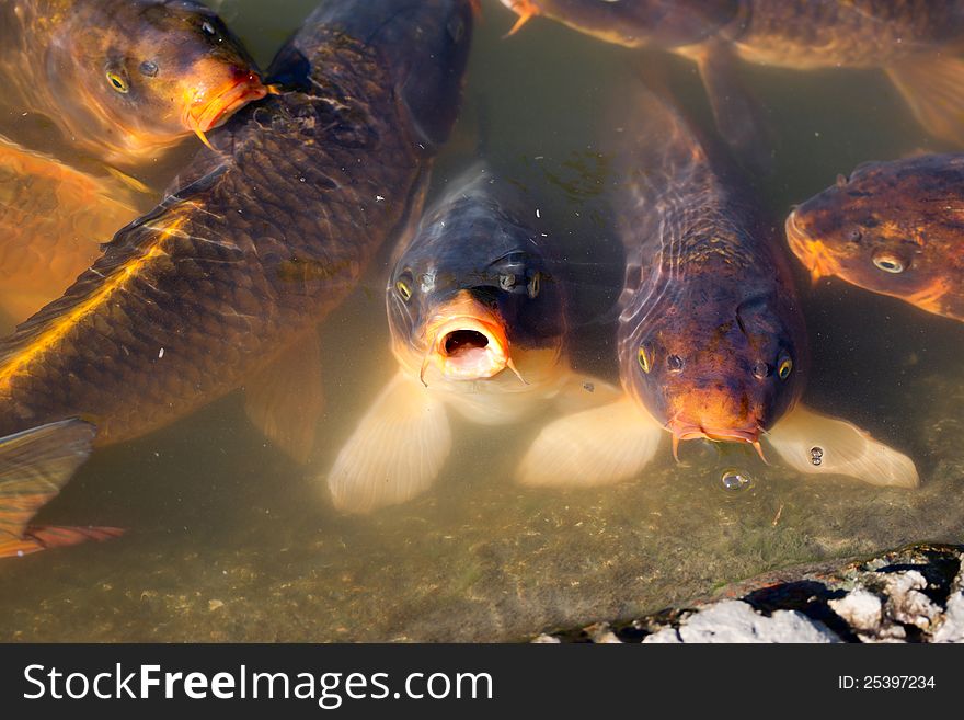 Golden and orange Koi fish