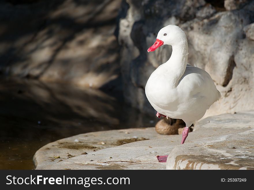White duck taking sunbath
