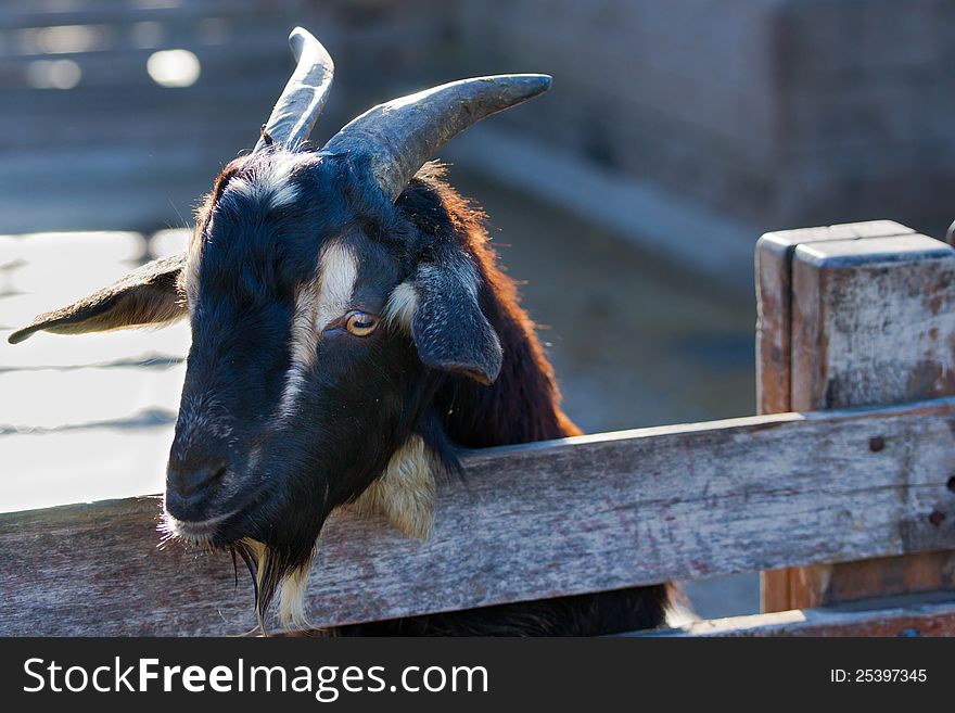 Black and white goat head isolated. Black and white goat head isolated