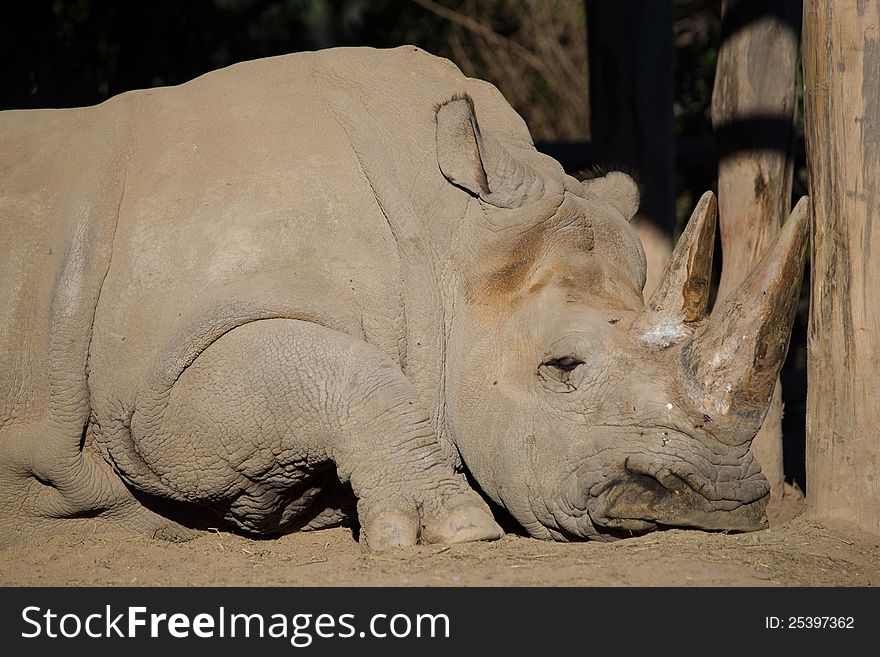 White Rhinoceros sleeping in the sun