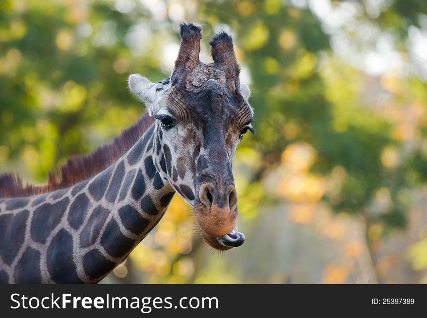 Giraffe sticking out his tongue