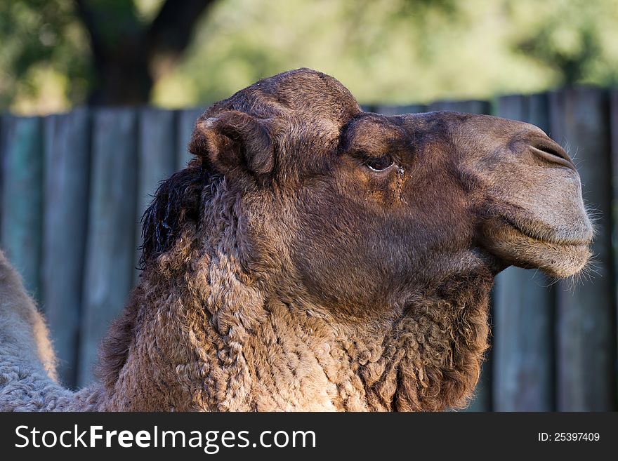 Closeup of camel's head at the zoo. Closeup of camel's head at the zoo