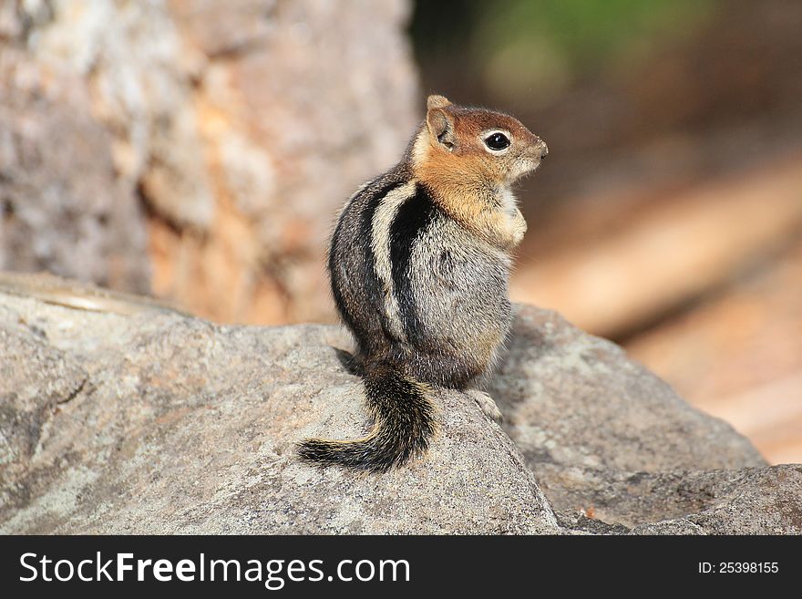 Golden Mantled Ground Squirrel, Crater Lake National Park, Oregon