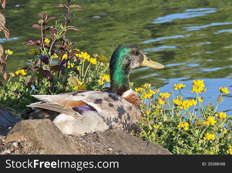 Male duck sitting in bright sun with yellow wild flowers growing along bank of pond located in Oregon's Willamette Valley.