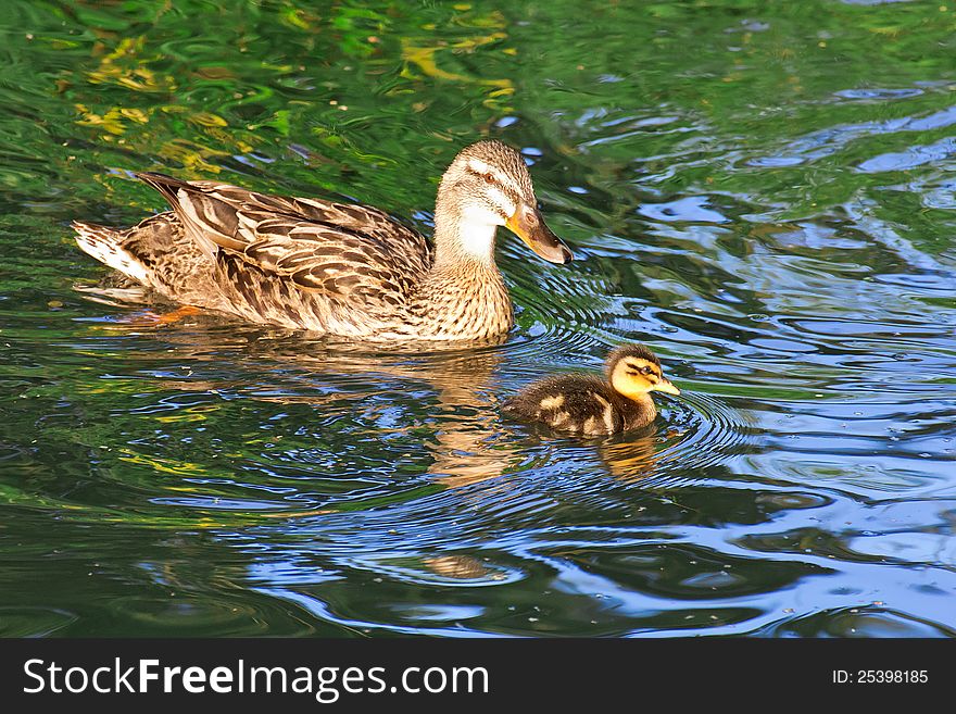 Mother duck swimming with baby