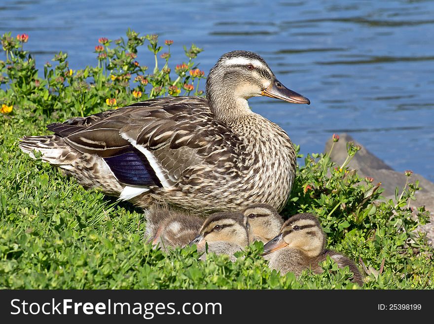 Mother duck with young ducklings by pond