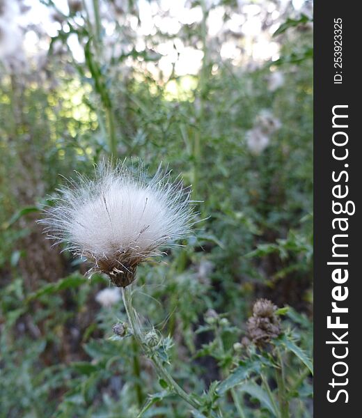 Beauty in a Thistle Patch, Cotton Seeds after Blossom & x28 free option& x29