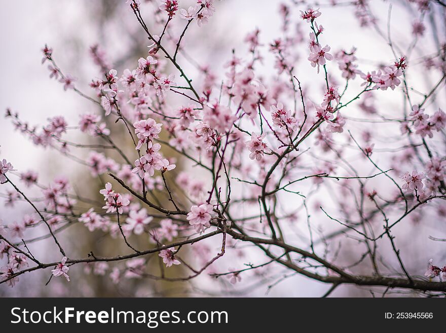 Cherry blossom Sakura spring flowers