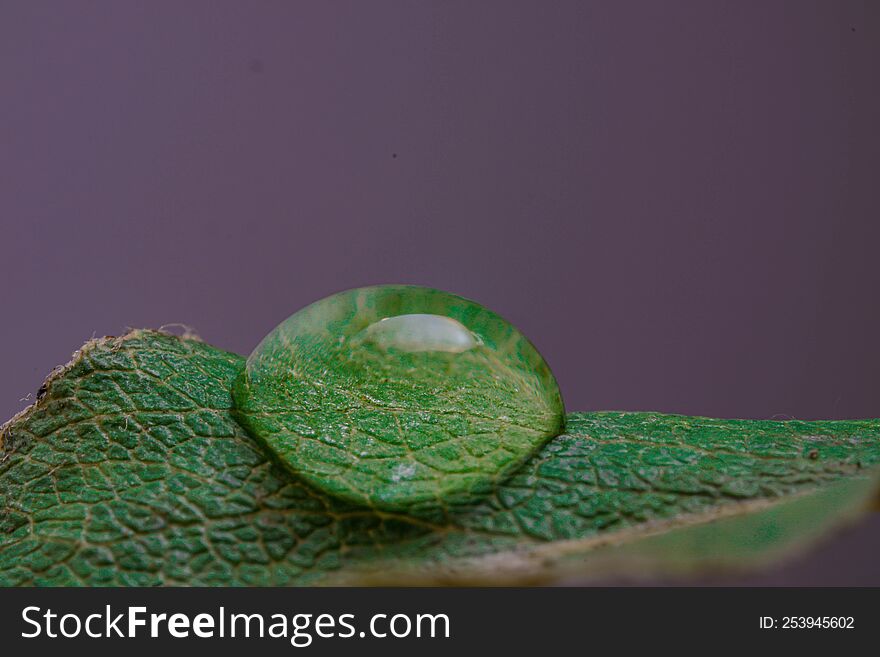 Water Drop on leaf Macro view