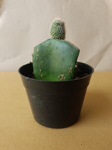 Mini Cactus Isolated In Black Pot On Brown Background Royalty Free Stock Photos